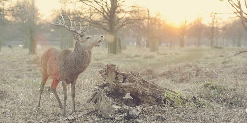去中心化社交协议：ActivityPub如何重塑在线社区与社交网络
